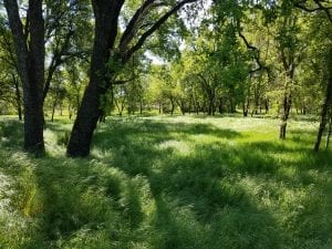 Bonanza Disc Golf Course Image 14