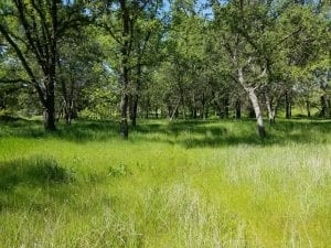 Bonanza Disc Golf Course Image 15