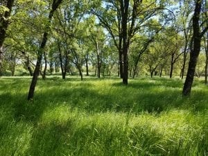 Bonanza Disc Golf Course Image 16